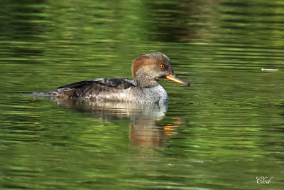 Harle couronn - Hooded Merganser