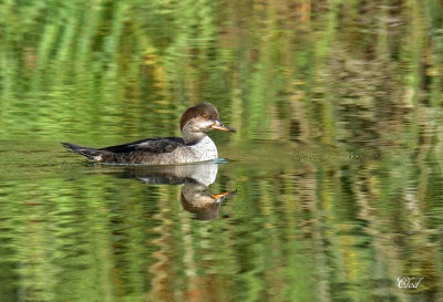 Harle couronn - Hooded Merganser