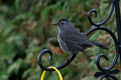 Moqueur chat - Gray Catbird