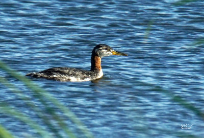 Grèbe jougris - Red-necked Grebe