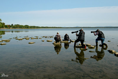 Photographes  l'oeuvre - Birders in action