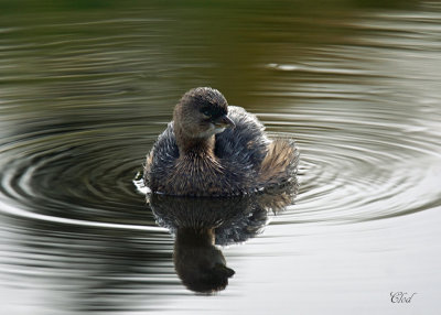 Grbe  bec bigarr - Pied-billed Grebe