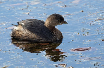 Grbe  bec bigarr - Pied-billed Grebe