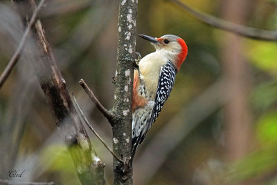 Pic  ventre roux - Red-bellied Woodpecker (Fem)
