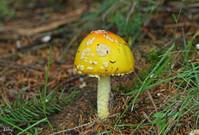 Amanite tue mouche - Fly Agaric