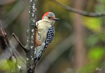 Pic  ventre roux - Red-bellied Woodpecker (Fem)