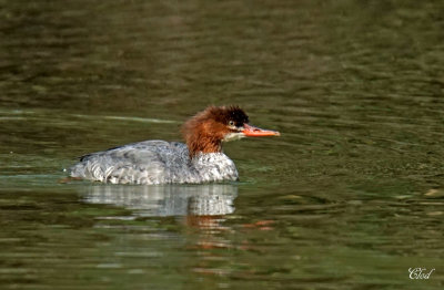 Grand harle - Common Merganser