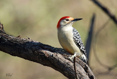 Pic  ventre roux - Red-bellied Woodpecker