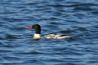 Grand harle - Common Merganser