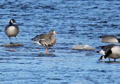 Oie rieuse - Greater white-fronted Goose