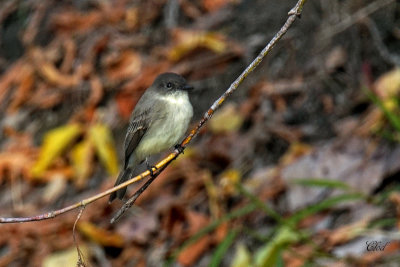 Moucherolle phbi - Eastern Phoebe