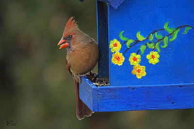 Cardinal rouge - Northern cardinal (F)