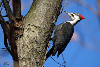 Grand pic - Pileated woodpecker