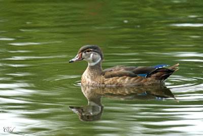Canard branchu - Wood duck (Fem)