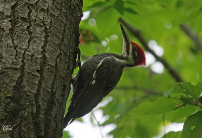 Grand pic - Pileated Woodpecker