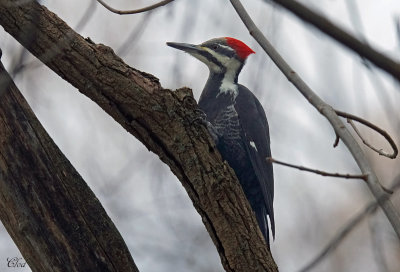 Grand pic - Pileated Woodpecker