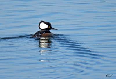 Harle couronn - Hooded Merganser