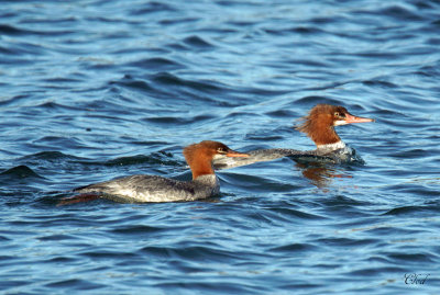 Grand harle - Common merganser