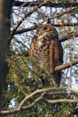 Grand-duc d'Amrique - Great-horned Owl