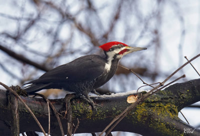 Grand pic - Pileated woodpecker