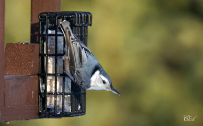 Sittelle  poitrine blanche - White-breasted Nuthatch