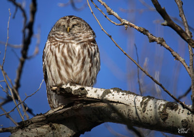 Chouette raye - Barred owl