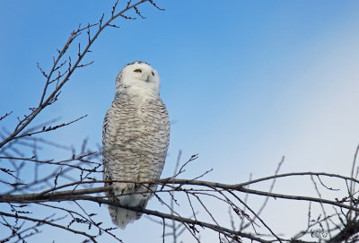 Harfang des neiges - Snowy owl
