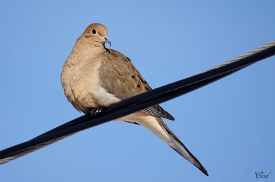 Tourterelle triste - Mourning dove