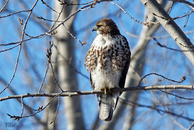 Buse  queue rousse - Red-tailed Hawk