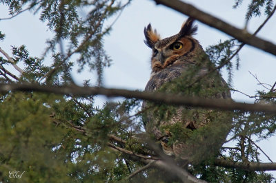 Grand-duc d'Amrique - Great horned owl