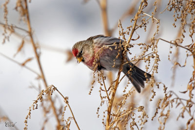 Sizerin flamm - Common Redpoll