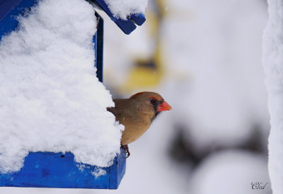Cardinal rouge - Northern cardinal (fem)