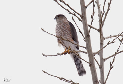 pervier brun - Sharp-shinned Hawk