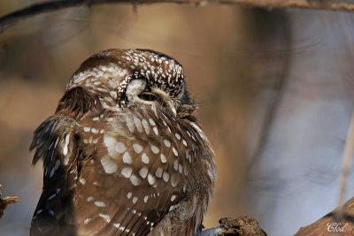 Nyctale de Tengmalm - Boreal owl