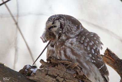 Nyctale de Tengmalm - Boreal owl