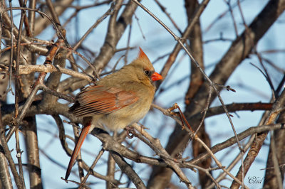 Cardinal rouge - Northern cardinal (fem)
