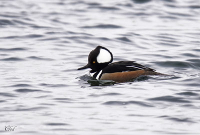 Harle couronn - Hooded merganser