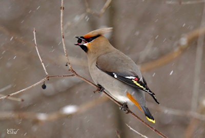 Jaseur boral - Bohemian waxwing