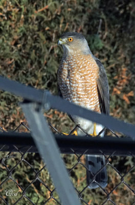 Épervier de Cooper - Cooper's hawk