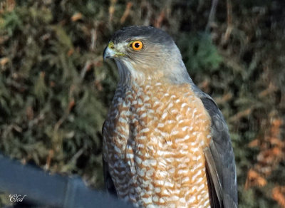 Épervier de Cooper - Cooper's hawk