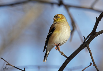 Chardonneret jaune - American goldfinch