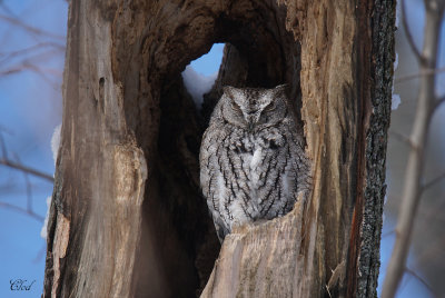 Petit-duc macul - Eastern Screech-owl