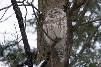 Chouette rayée - Barred owl