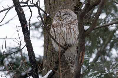 Chouette raye - Barred owl