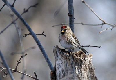 Sizerin flamm - Common redpoll