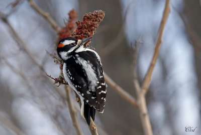 Pic chevelu - Hairy woodpecker