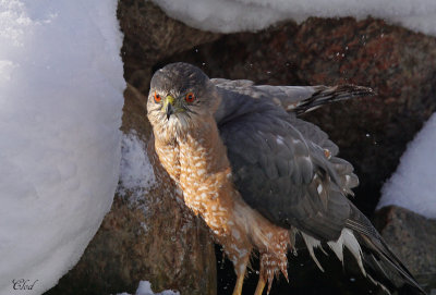 Épervier de Cooper - Cooper's Hawk