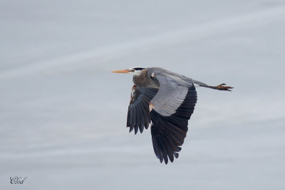Grand héron - Great blue heron