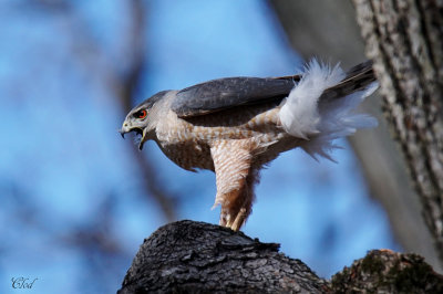 pervier de Cooper - Cooper's Hawk