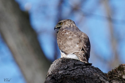 Épervier de Cooper - Cooper's Hawk (juv)